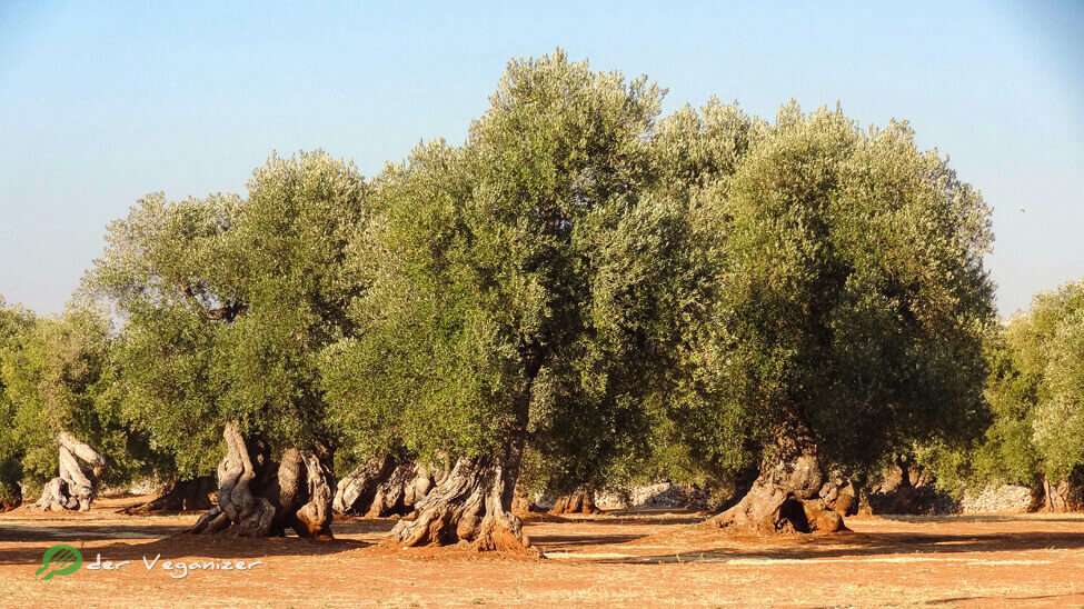 Olivenhain in Apulien - Foto: Mario Tauro Palmisano